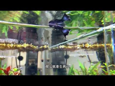 魚缸魚一直死|避免魚隻死亡 新手養魚須知 – 寵物百科